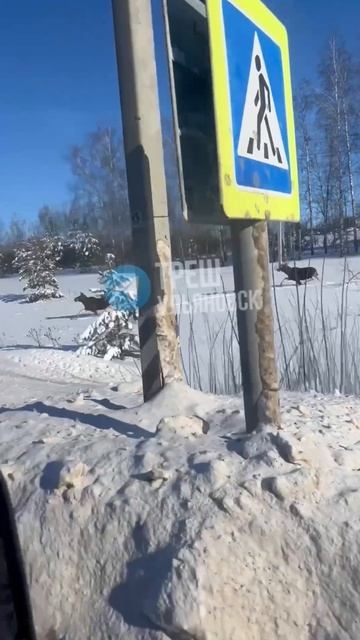 🫎 Забег лосей заметили рядом с Ишеевкой  😱