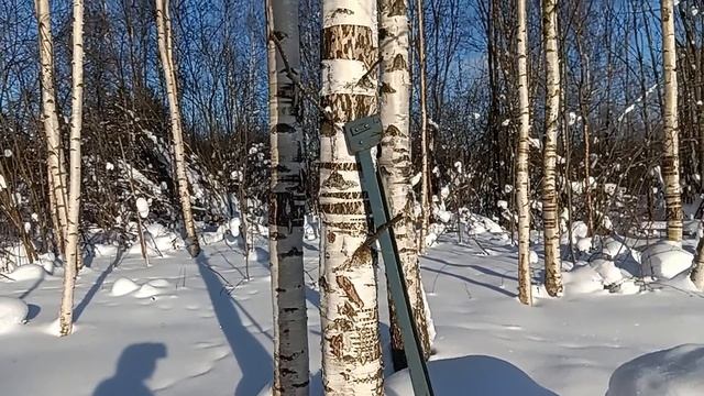 Капуста на снегу.Мороз и солнце ☀️ день чудесный.