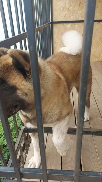 Наказали!. 😏. Тапочки им жалко