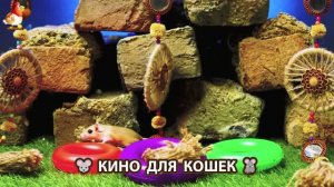 Видео для кошек про крысок развлекать питомцев 🐭🐀😂 (451)