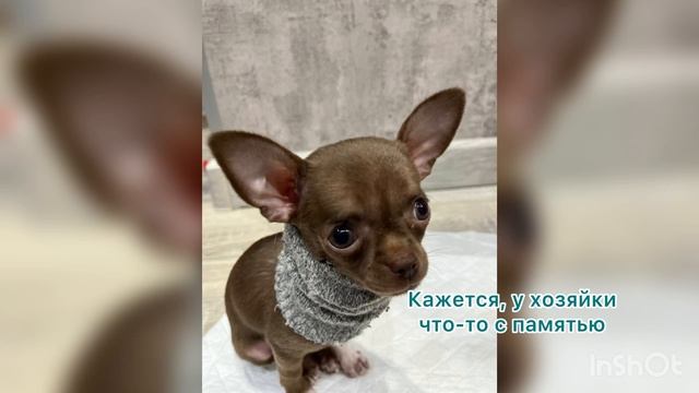 Кажется, у хозяйки что-то с памятью Кажется, у хозяйки что-то с памятью