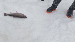 Один в поле воин. Рыбалка на Спорт-зоне. Клёвое место Лосиный остров.