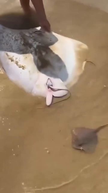 Роды ската прямо на берегу😱….#скат #природа #роды #факты Роды ската прямо на берегу😱….#скат #природа #роды #факты