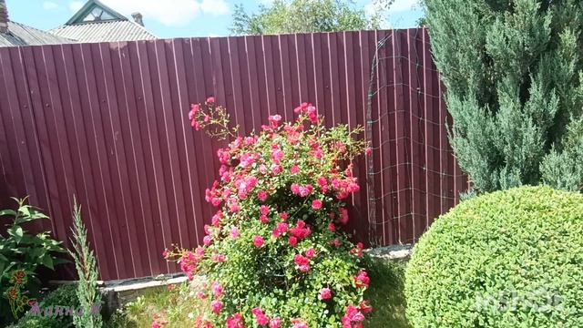 Розовый бум! Цветение роз в июле 2025г