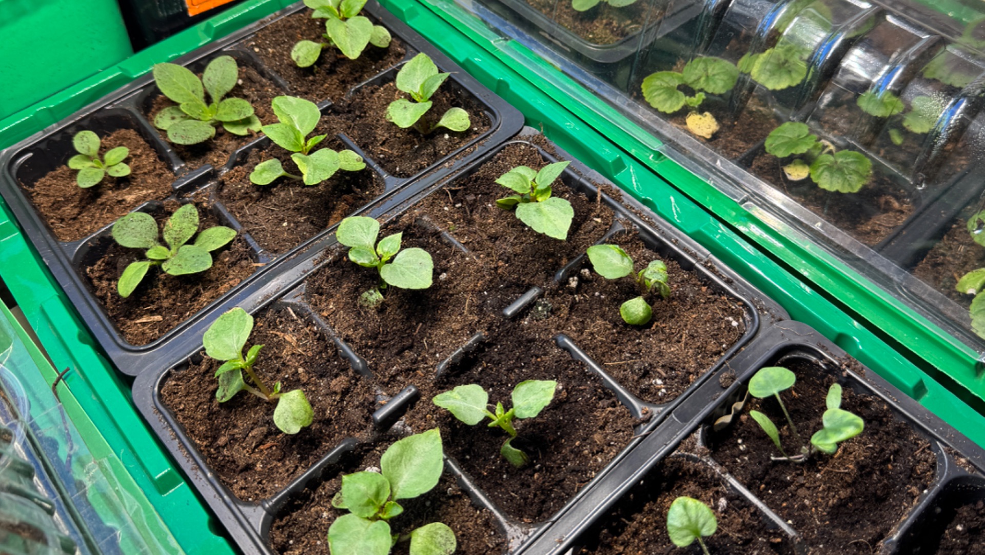 Герани, бальзамины, дихондра. Как выглядит рассада в начале февраля смотреть онлайн