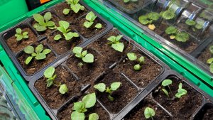 Герани, бальзамины, дихондра. Как выглядит рассада в начале февраля