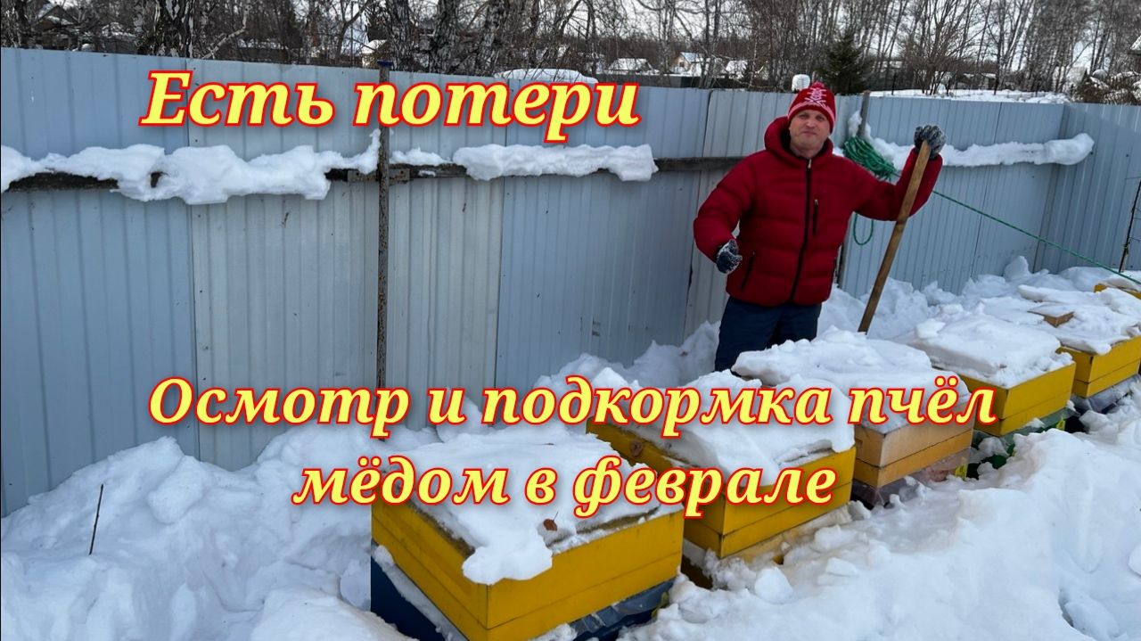 Осмотр и подкормка пчёл мёдом. Есть потери. 06.02.2026г. смотреть онлайн