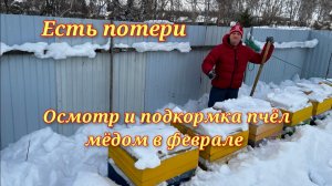 Осмотр и подкормка пчёл мёдом. Есть потери. 06.02.2026г.