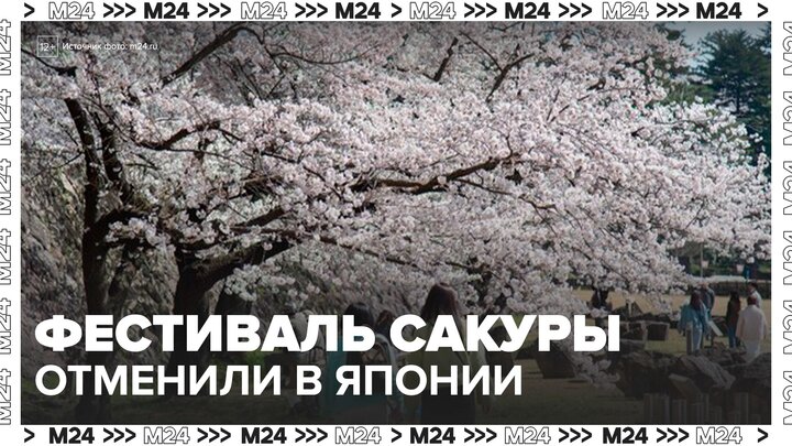 Традиционный фестиваль сакуры у горы Фудзи отменили в Японии - Москва 24 смотреть онлайн