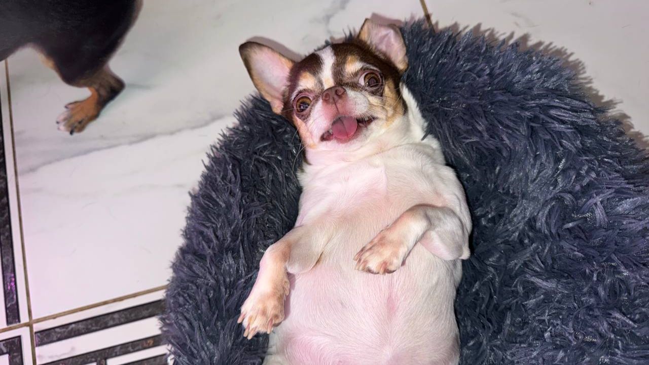 Очень понравилась новая лежанка.