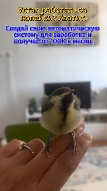 Быстрые деньги в интернете без опыта и вложений