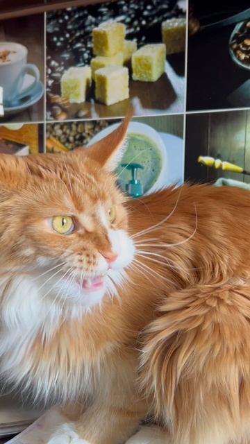 Мейн-кун видит добычу!