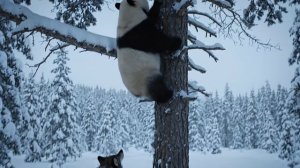 Панда на дереве.