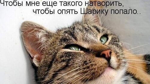 Чтобы мне еще такого натворить, чтобы опять Шарику попало?