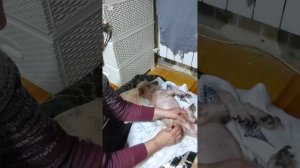 Второй курс лечения Снежка пришёл к завершению