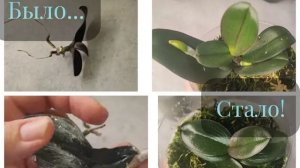 #165 ОрхоVLOG  Обзор реанимашек в безуходной системе. Есть претендент на очередную посадку