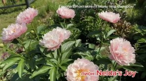 Пион Nelda's Joy