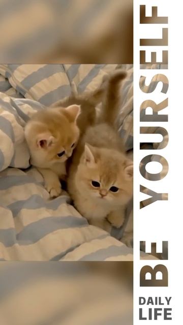 Видео с котиками делала долго смотреть онлайн