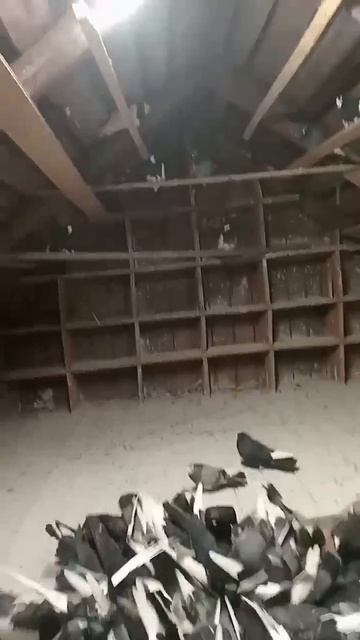 вечернее кормление