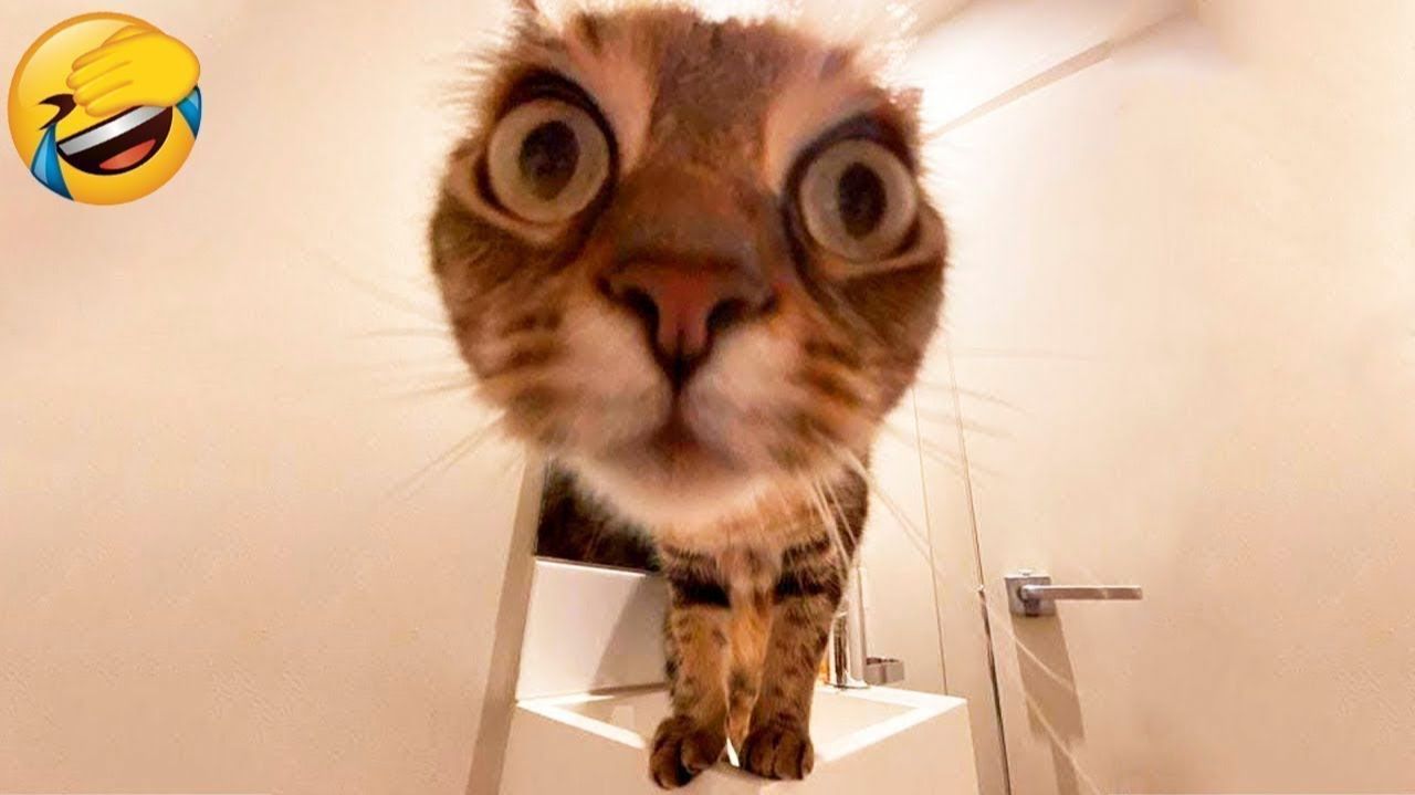 СМЕШНЫЕ КОТЫ 2026 ЛУЧШИЕ ПРИКОЛЫ С КОТАМИ, КОШКИ, ЖИВОТНЫЕ, СМЕШНОЕ ВИДЕО смотреть онлайн