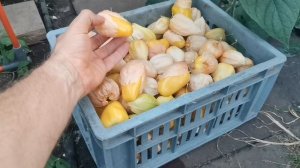 pomidom.ru ФИЗАЛИС КОРОЛЕВА МАЛИНАЛЬКО Queen of Malinalco Tomatillos