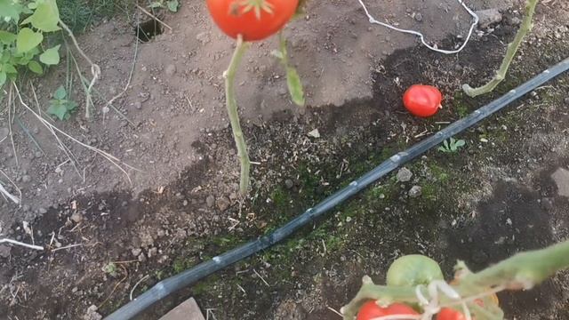 pomidom.ru Помидоры Сердце Мордовии смотреть онлайн