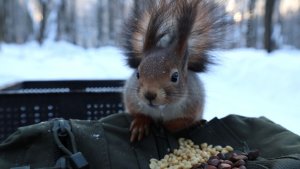 Холодно. Покормил белок. Зарисовка