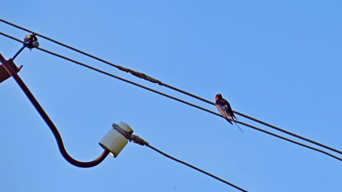 Пение птиц под шум моей старой камеры…