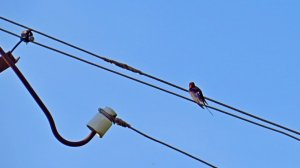 Пение птиц под шум моей старой камеры...