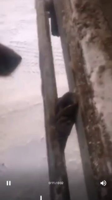 СРОЧНО!
⚠️⚠️⚠️
Привет, люди. Это я на фото. Меня только что поймали и привезли в отлов. СРОЧНО!
⚠️⚠️⚠️
Привет, люди. Это я на фото. Меня только что поймали и привезли в отлов.