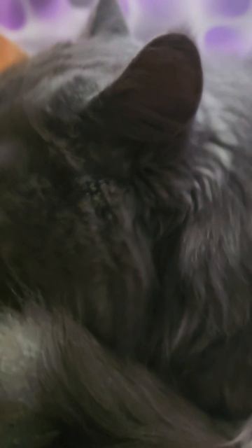 Моя бьюти-рутина: Как оставаться пушистым 24/7 💅 смотреть онлайн