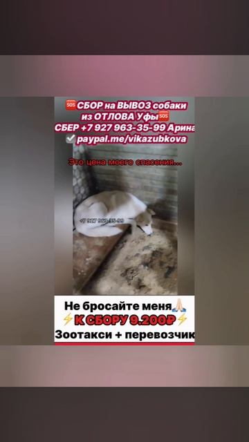Крик помощи🙏🏻🆘
ПОМОГИТЕ хвостику
выбраться из отлова💔
Его ждут в Москве🥺 Крик помощи🙏🏻🆘
ПОМОГИТЕ хвостику
выбраться из отлова💔
Его ждут в Москве🥺