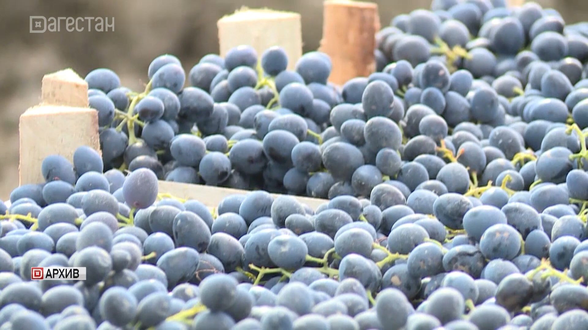 Семь фермерских хозяйств Дагестана стали победителями конкурса Минсельхоза России смотреть онлайн