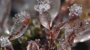 ЛЕДЯНОЙ ДОЖДЬ