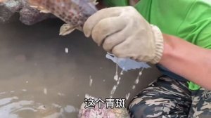 СОБРАЛИ СОТНИ КИЛОГРАММОВ РЫБЫ