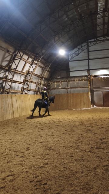 Алексей и Рокас Вэлл, учебная рысь по стенке в манеже.