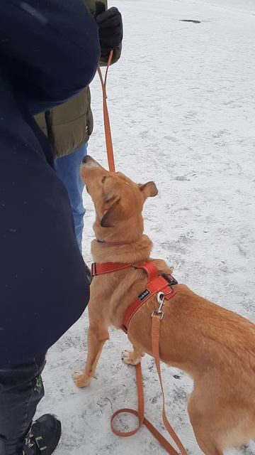 Кормим собак