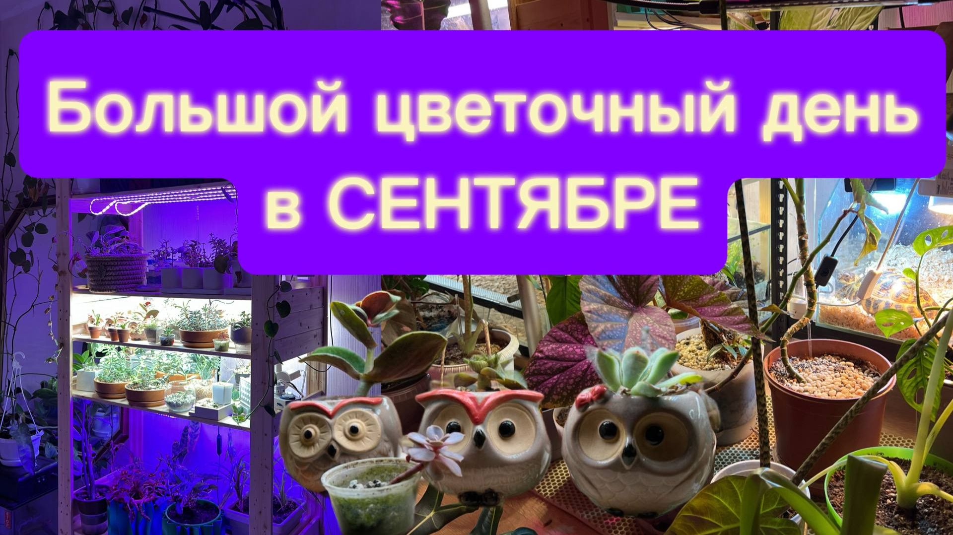 Большой цветочный день в СЕНТЯБРЕ 2025 года! Суккуленты, стеллажи, полив и пересадки!!!