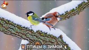 Птицы зимой в лесу 🐦🦉 🦤 видео для отдыха душой 🦅🌲(6)
