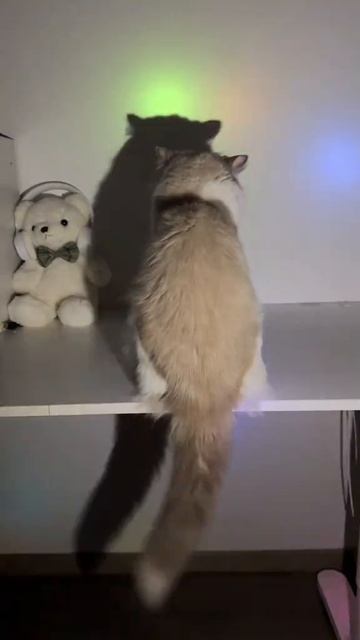 теневая кошка теневая кошка