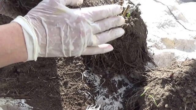 2209.  Флоксы зачем выкапывать?