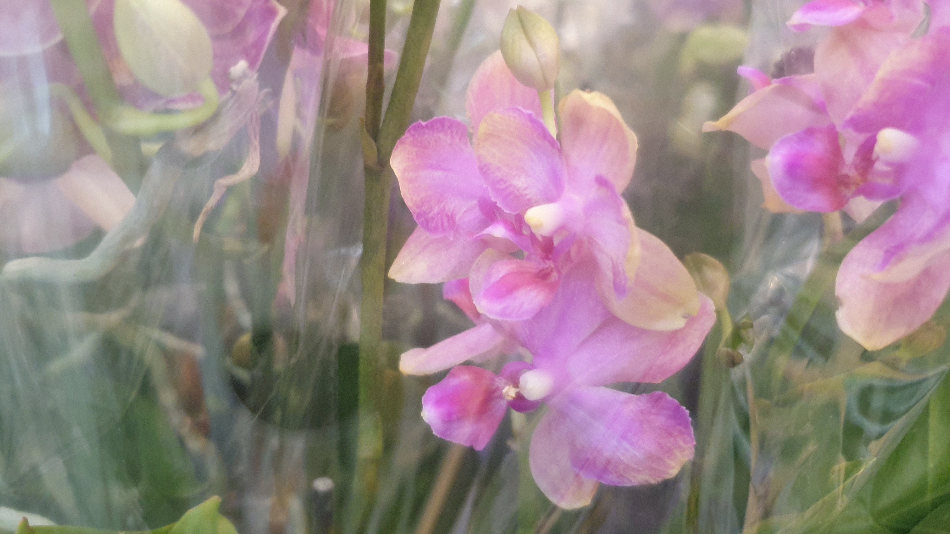 06.02.2026г. Новая поставка орхидей в Лемана Про. смотреть онлайн