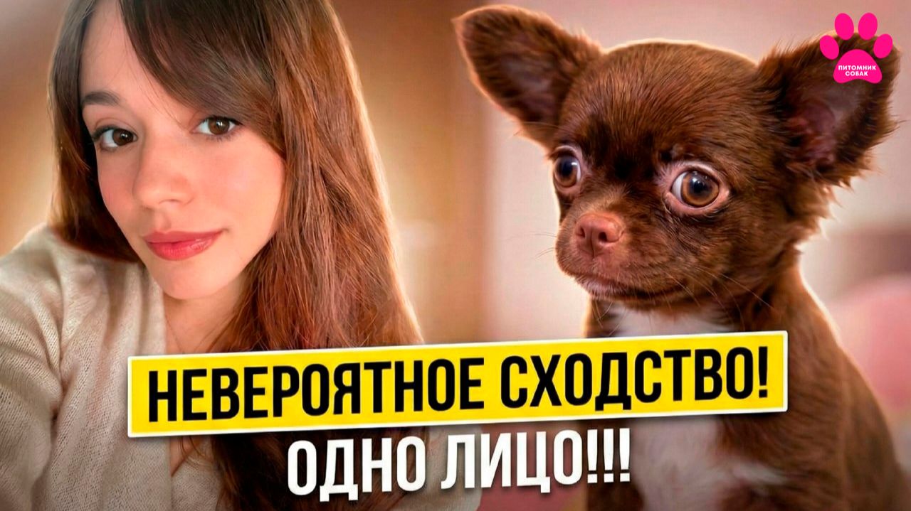 Как они ПОХОЖИ! Щенок ждал именно ЕË! Как они НАШЛИ друг друга?! Другой щенок чихуахуа ждет Вас! смотреть онлайн