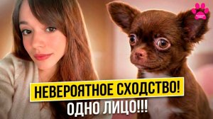Как они ПОХОЖИ! Щенок ждал именно ЕË! Как они НАШЛИ друг друга?! Другой щенок чихуахуа ждет Вас!