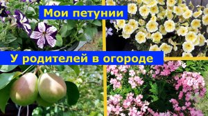 VLOG 28.07.2025г. Залили пол в бане. Собрали ягоду у родителей. #дача #огород #малина  #цветы #баня