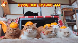 Нарядные Котики расслабляются на солнышке 🌞 🐈🐈🐈 (444)
