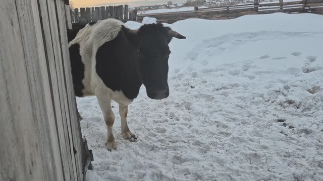 Квартирный вопрос меня не беспокоит/ выгнали на прогулку смотреть онлайн