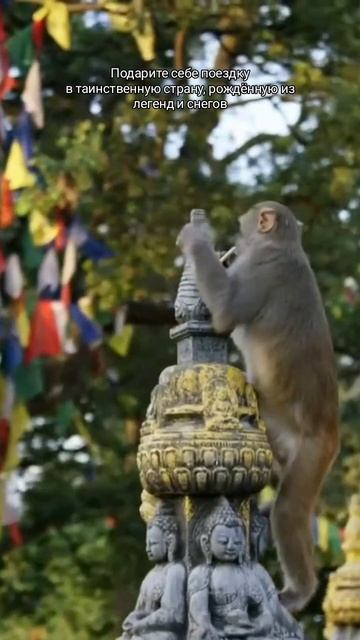 Йога-туры в Непал