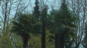 В России создали комиссию для спасения сочинских пальм от вредителей