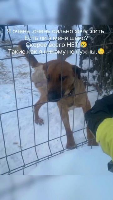 ‼️‼️SOS ПРИСТРОЙ‼️
‼️СПАСИТЕ ЭТОГО МАЛЫША ИЗ СМЕРТЕЛЬНОГО ПРИЮТА🙏‼️
Рикки
Этот малыш был спасён ‼️‼️SOS ПРИСТРОЙ‼️
‼️СПАСИТЕ ЭТОГО МАЛЫША ИЗ СМЕРТЕЛЬНОГО ПРИЮТА🙏‼️
Рикки
Этот малыш был спасён